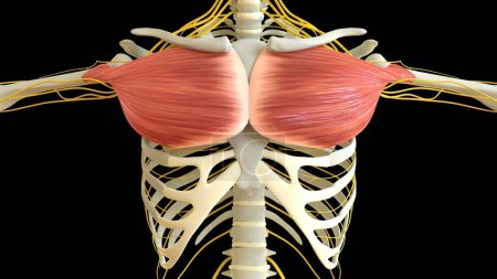Téléchargez les photos : Anatomie musculaire pectorale pour concept médical Illustration 3D - en image libre de droit