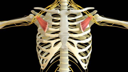 Téléchargez les photos : Anatomie mineure de muscle de Pectoralis pour l'illustration 3D de concept médical - en image libre de droit