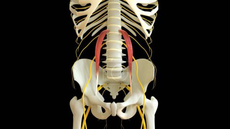 Téléchargez les photos : Psoas Anatomie musculaire mineure pour concept médical Illustration 3D - en image libre de droit