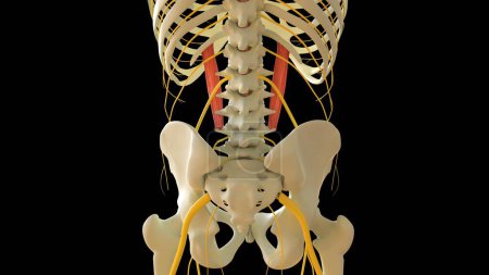 Téléchargez les photos : Quadratus Lumborum Anatomie musculaire pour concept médical Illustration 3D - en image libre de droit