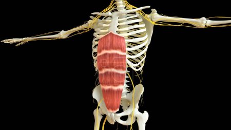 Téléchargez les photos : Rectus Abdominis Anatomie musculaire pour concept médical Illustration 3D - en image libre de droit
