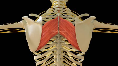 Rhomboid Major Muscle anatomy for medical concept 3D illustration