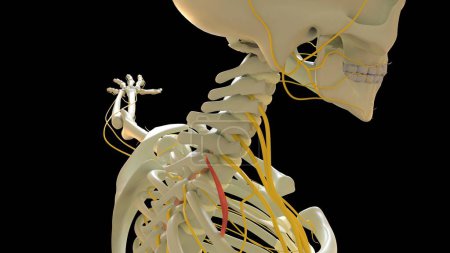 Téléchargez les photos : Anatomie postérieure de muscle de Scalenus pour l'illustration 3D de concept médical - en image libre de droit