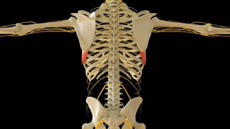 Téléchargez les photos : Anatomie antérieure de muscle de Serratus pour l'illustration 3D de concept médical - en image libre de droit