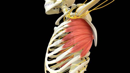 Photo for Serratus Anterior Muscle anatomy for medical concept 3D illustration - Royalty Free Image
