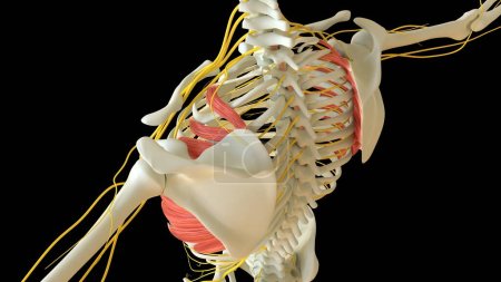 Foto de Anatomía anterior del músculo de Serratus para la ilustración 3D del concepto médico - Imagen libre de derechos