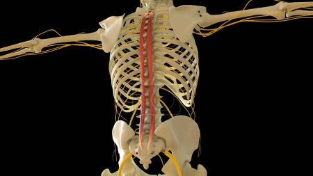 Foto de Spinalis Anatomía muscular para concepto médico Ilustración 3D - Imagen libre de derechos