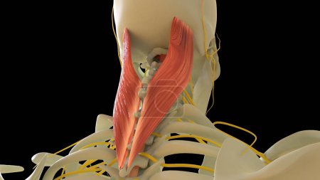 Téléchargez les photos : Splenius Capitus Anatomie musculaire pour concept médical Illustration 3D - en image libre de droit
