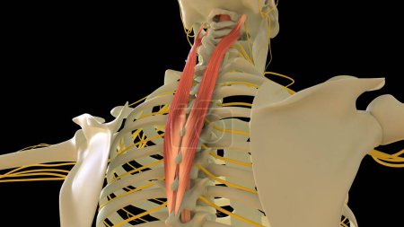 Téléchargez les photos : Splenius Cervicis Anatomie musculaire pour concept médical Illustration 3D - en image libre de droit