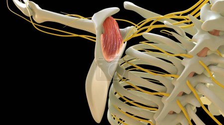 Foto de Supraspinatus Anatomía muscular para el concepto médico Ilustración 3D - Imagen libre de derechos