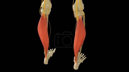 Photo for Soleus Muscle anatomy for medical concept 3D illustration - Royalty Free Image