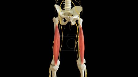 Foto de Anatomía muscular de Vastus intermedius para la ilustración 3D del concepto médico - Imagen libre de derechos