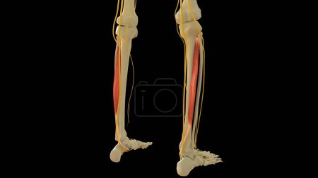 Photo for Tibialis Posterior Muscle anatomy for medical concept 3D illustration - Royalty Free Image