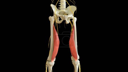 Photo for Vastus Medialis Muscle anatomy for medical concept 3D illustration - Royalty Free Image