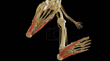 Photo for Abductor Hallucis and Digiti Minimi Leg Muscles anatomy for medical concept 3D illustration - Royalty Free Image