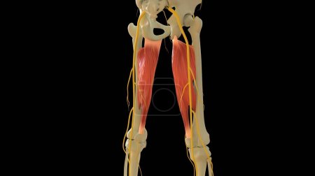 Photo for Adductor Magnus Muscle anatomy for medical concept 3D illustration - Royalty Free Image