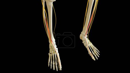 Photo for Extensor Hallucis Longus Muscle anatomy for medical concept 3D illustration - Royalty Free Image