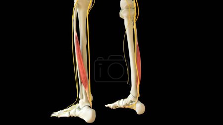 Photo for Flexor Hallucis Longus Muscle anatomy for medical concept 3D illustration - Royalty Free Image