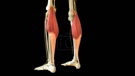 Foto de Gastrocnemio Anatomía muscular para el concepto médico Ilustración 3D - Imagen libre de derechos