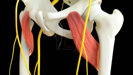 Photo for Pectineus Muscle anatomy for medical concept 3D illustration - Royalty Free Image