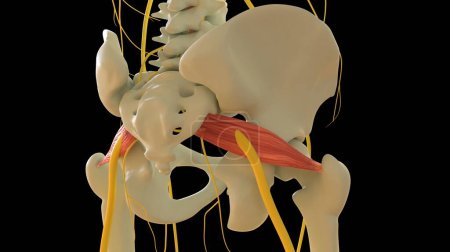Téléchargez les photos : Anatomie musculaire Piriformis pour le concept médical Illustration 3D - en image libre de droit