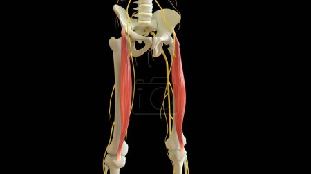 Photo for Rectus Femoris Muscle anatomy for medical concept 3D illustration - Royalty Free Image