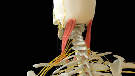 Photo for Sternocleidomastoid Muscle anatomy for medical concept 3D illustration - Royalty Free Image