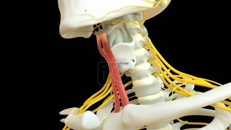 Photo for Sternohyoid Muscle anatomy for medical concept 3D illustration - Royalty Free Image