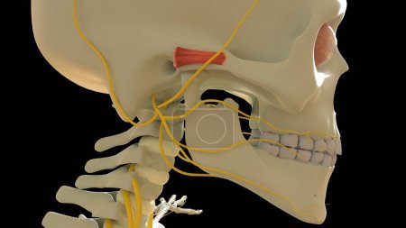 Photo for Auricular Anterior Muscle anatomy for medical concept 3D illustration - Royalty Free Image