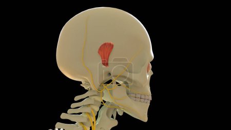 Photo for Superior Auricular Muscle anatomy for medical concept 3D illustration - Royalty Free Image