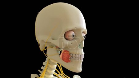 Photo for Buccinator Muscle anatomy for medical concept 3D illustration - Royalty Free Image