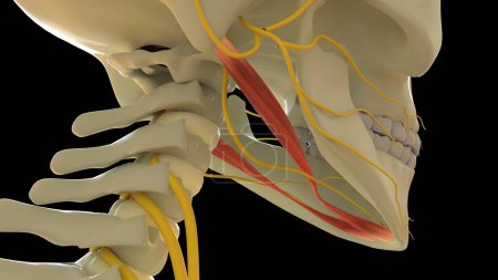 Photo for Digastric Muscle anatomy for medical concept 3D illustration - Royalty Free Image