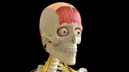 Photo for Frontalis Muscle anatomy for medical concept 3D illustration - Royalty Free Image
