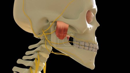 Photo for Masseter Deep Muscle anatomy for medical concept 3D illustration - Royalty Free Image