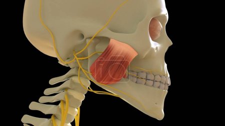 Photo for Masseter Superficial Muscle anatomy for medical concept 3D illustration - Royalty Free Image
