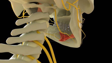 Photo for Mylohyoid Muscle anatomy for medical concept 3D illustration - Royalty Free Image