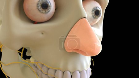 Photo for Nasal Cartilage anatomy for medical concept 3D illustration - Royalty Free Image