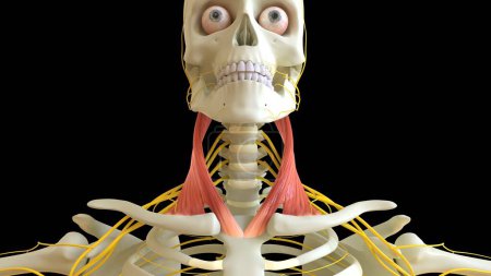 Téléchargez les photos : Anatomie stéroïde de muscle d'omastoïde pour l'illustration médicale 3D de concept - en image libre de droit