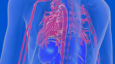 Foto de Anatomía del sistema circulatorio del corazón humano para el concepto médico Ilustración 3D - Imagen libre de derechos