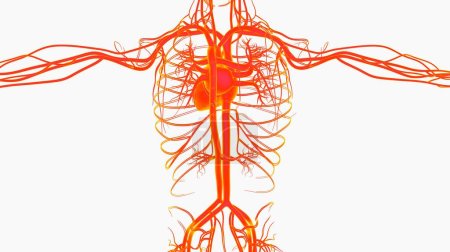 Anatomie du système circulatoire cardiaque humain pour concept médical Illustration 3D