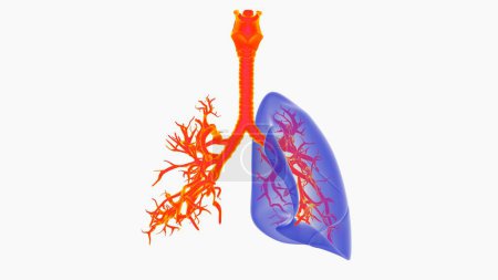 human lungs with trachea anatomy for medical concept 3D illustration