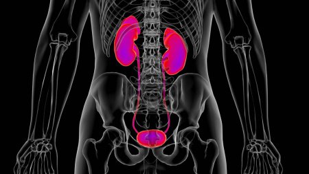 Photo for Human kidney anatomy for medical concept 3D illustration - Royalty Free Image