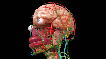 Foto de Anatomía cerebral humana para el concepto médico Ilustración 3D - Imagen libre de derechos