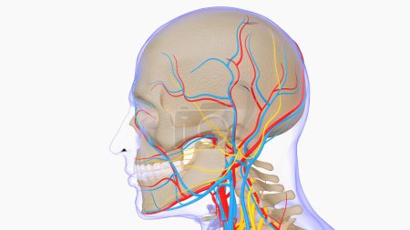 Photo for Human skeleton anatomy for medical concept 3D Rendering - Royalty Free Image