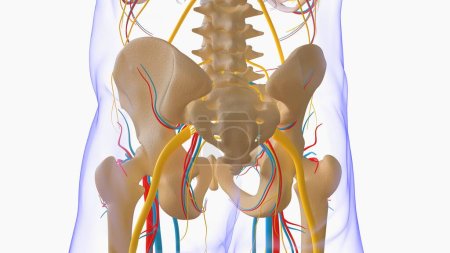 Human skeleton anatomy for medical concept 3D Rendering