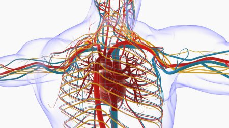 Photo for Human heart anatomy for medical concept 3D illustration - Royalty Free Image