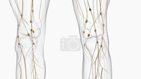 Téléchargez les photos : Anatomie humaine de nœuds lymphatiques pour l'illustration 3D de concept médical - en image libre de droit