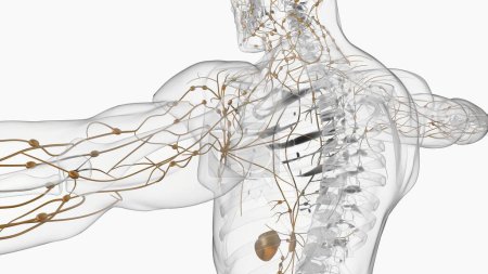Anatomía de los ganglios linfáticos humanos para el concepto médico Ilustración 3D