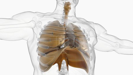 Foto de Pulmones humanos con anatomía de diafragma para el concepto médico Ilustración 3D - Imagen libre de derechos
