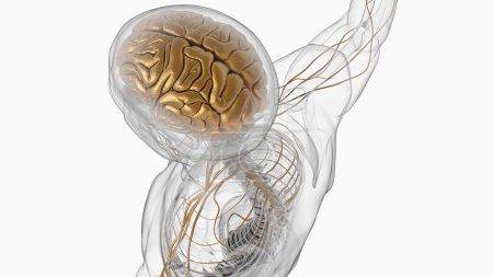 Foto de Anatomía cerebral humana para el concepto médico Ilustración 3D - Imagen libre de derechos
